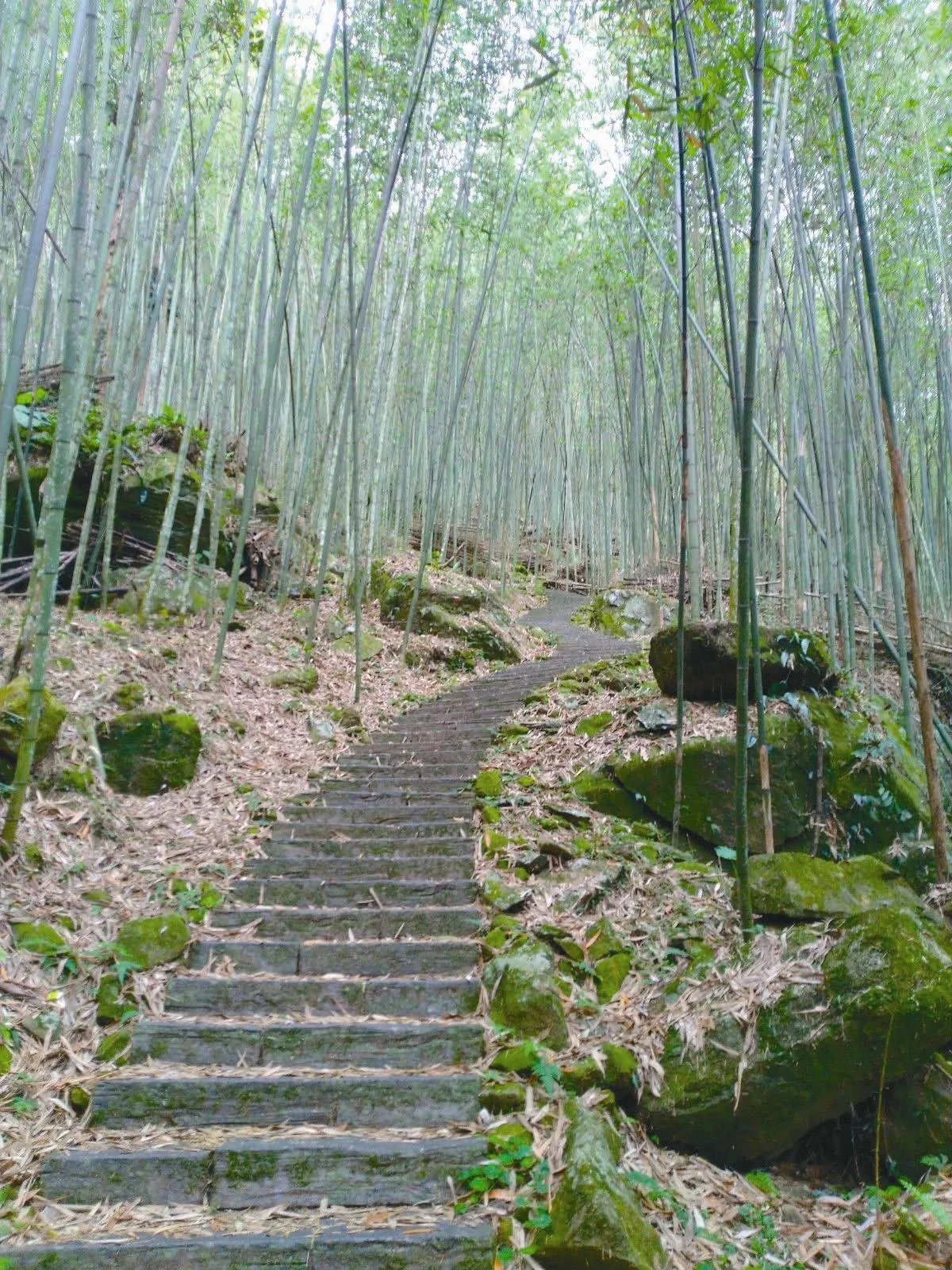尋幽趣  阿里山頂湖步道