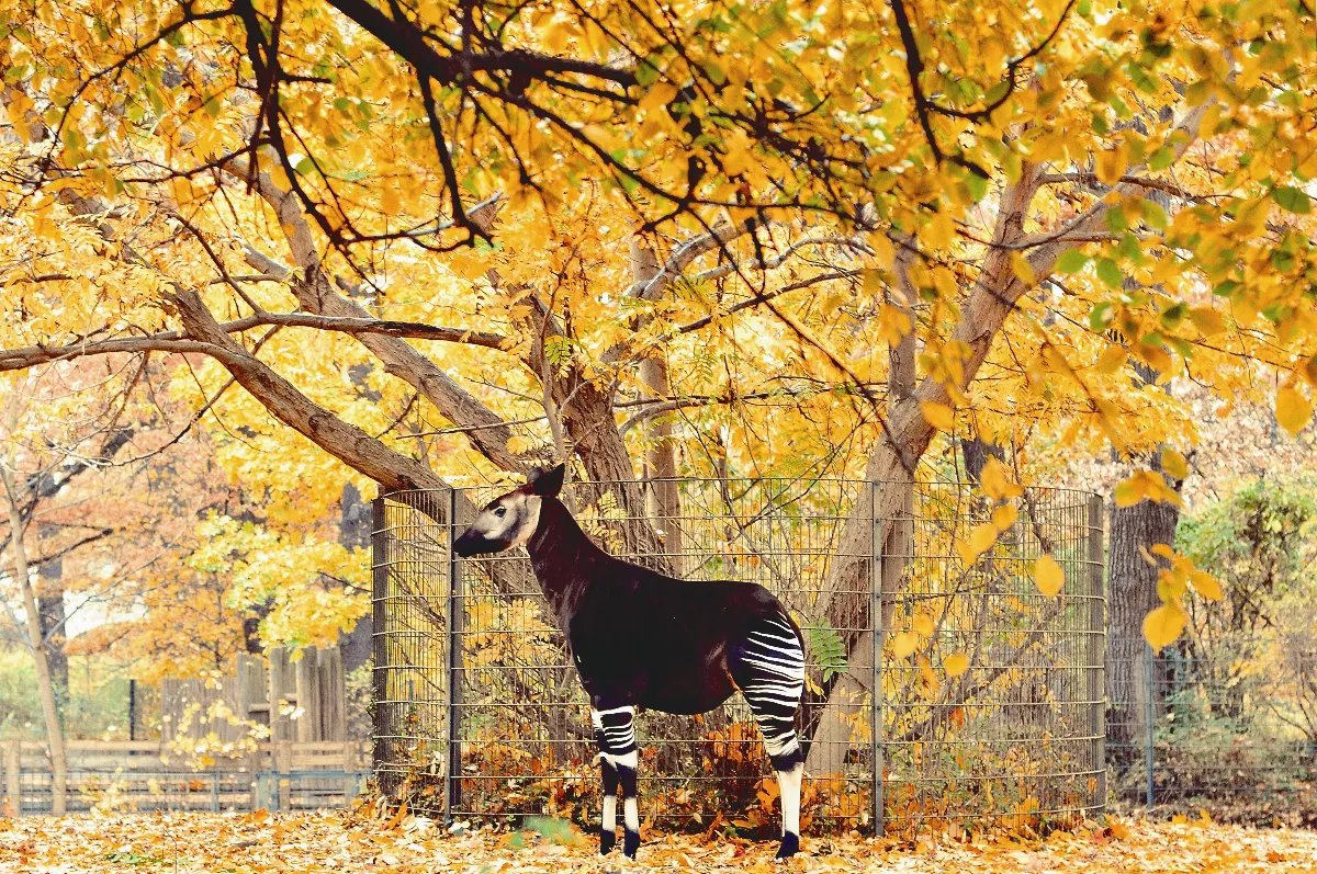 是長頸鹿 還是斑馬？