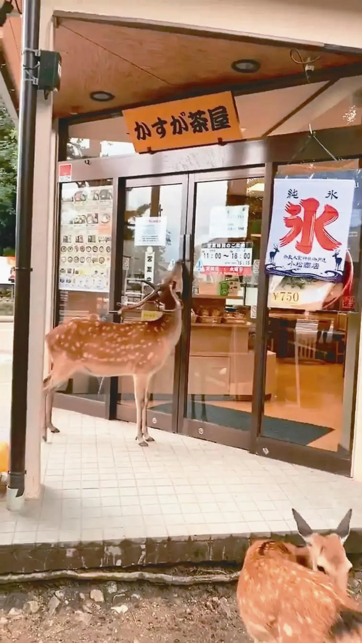 鹿按鈕開門 鞠躬討食物