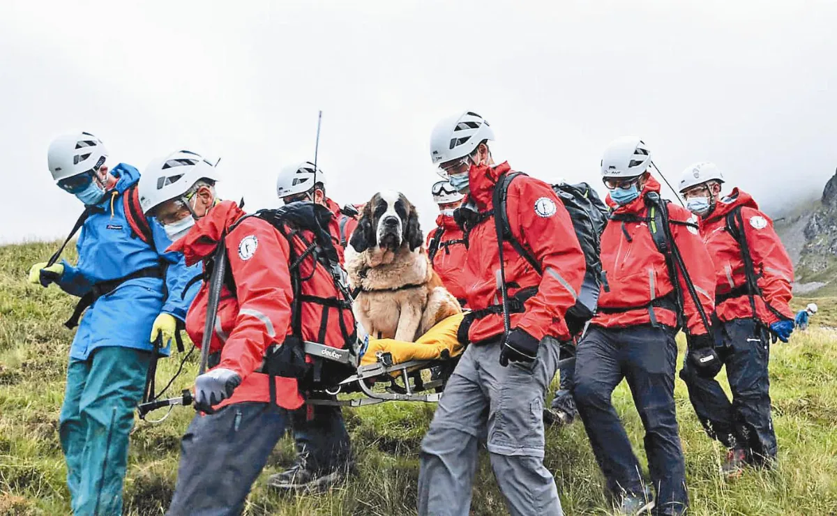 傷困高山被救援  聖伯納覺得糗