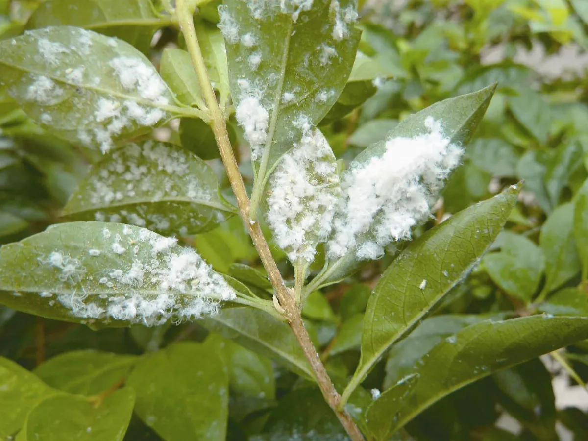 金露華染棉絮粉蝨 北市淪陷