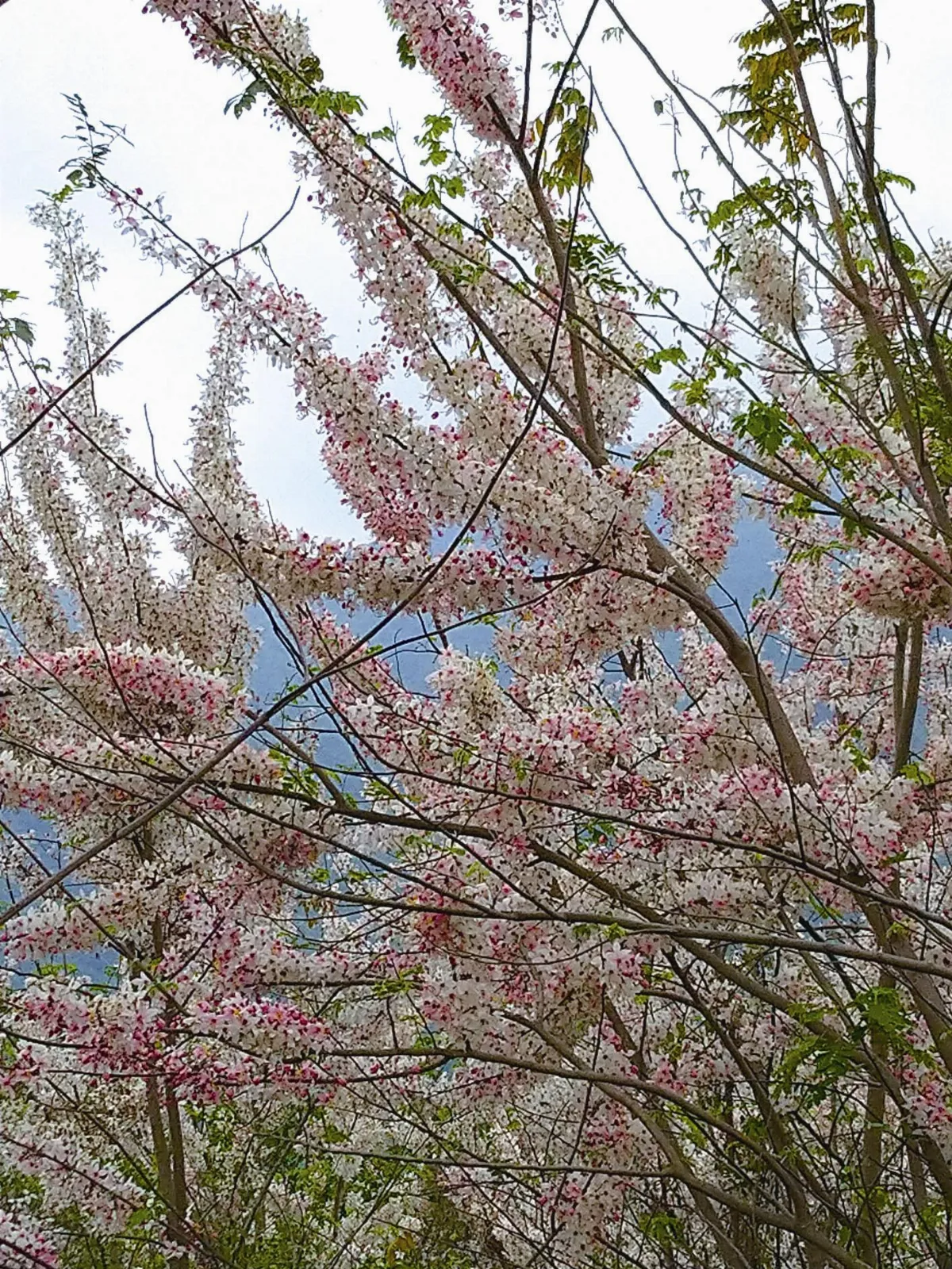 人間風景 四月最精采的春吶