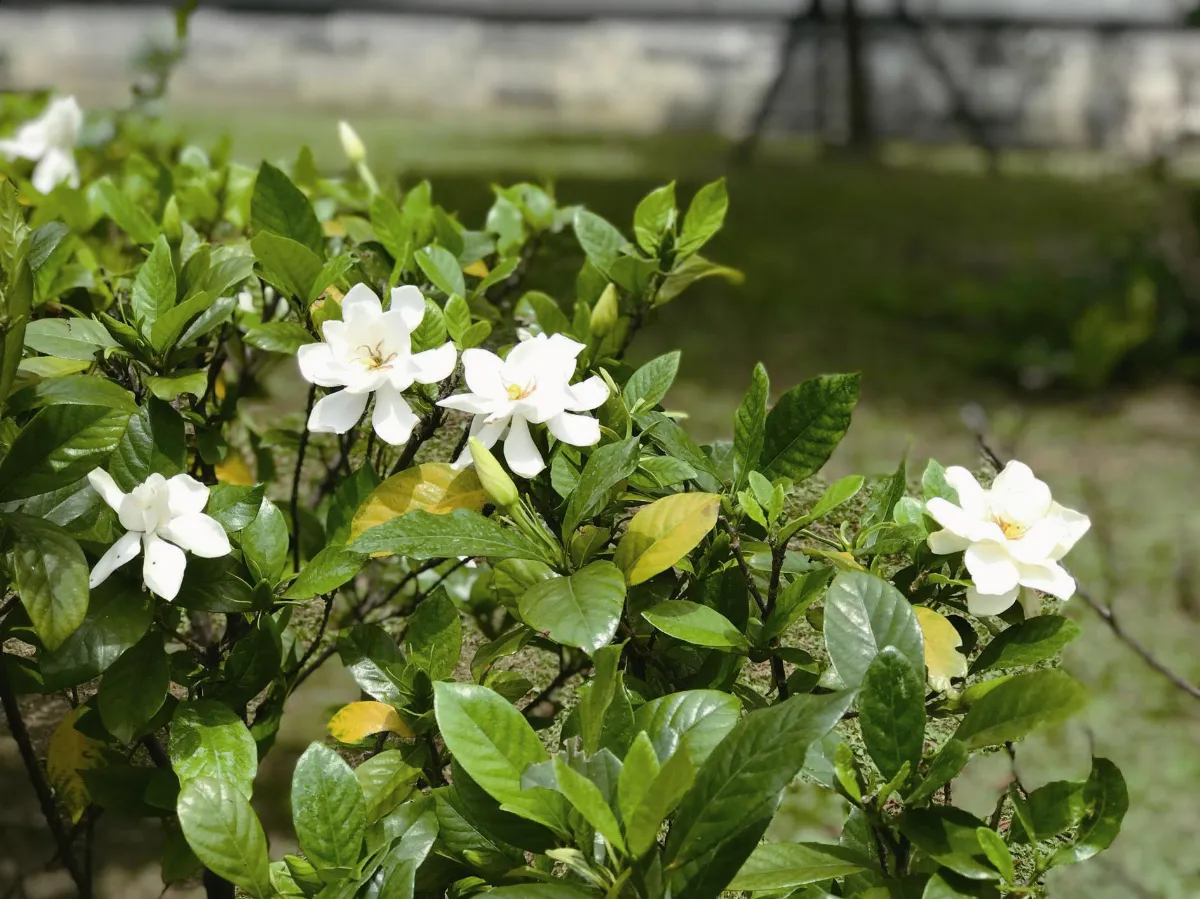 珍惜．相遇梔子花