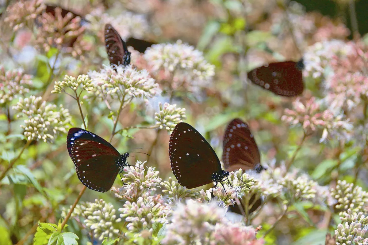 高溫難耐 紫斑蝶飛山區避暑