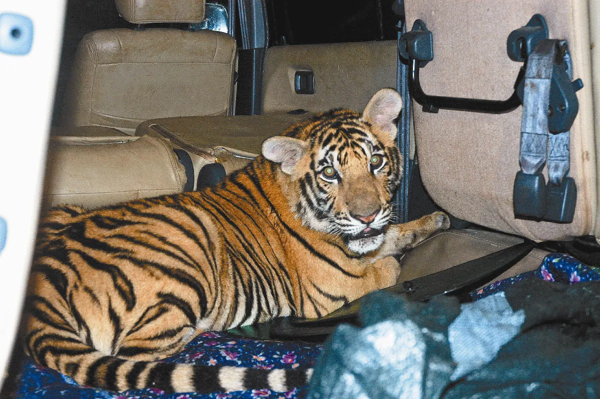 新冠阻斷野生動物走私門