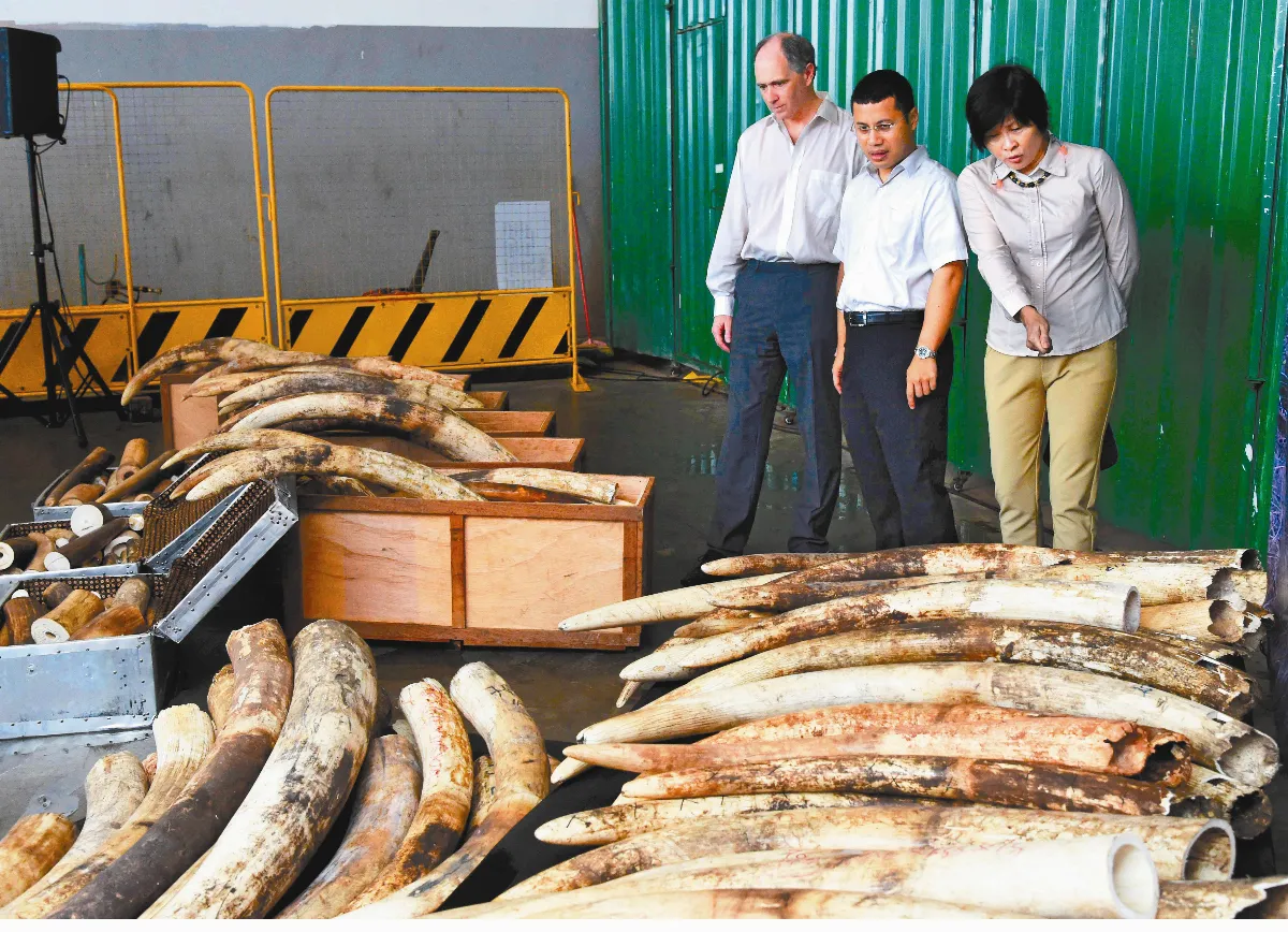 新冠阻斷野生動物走私門