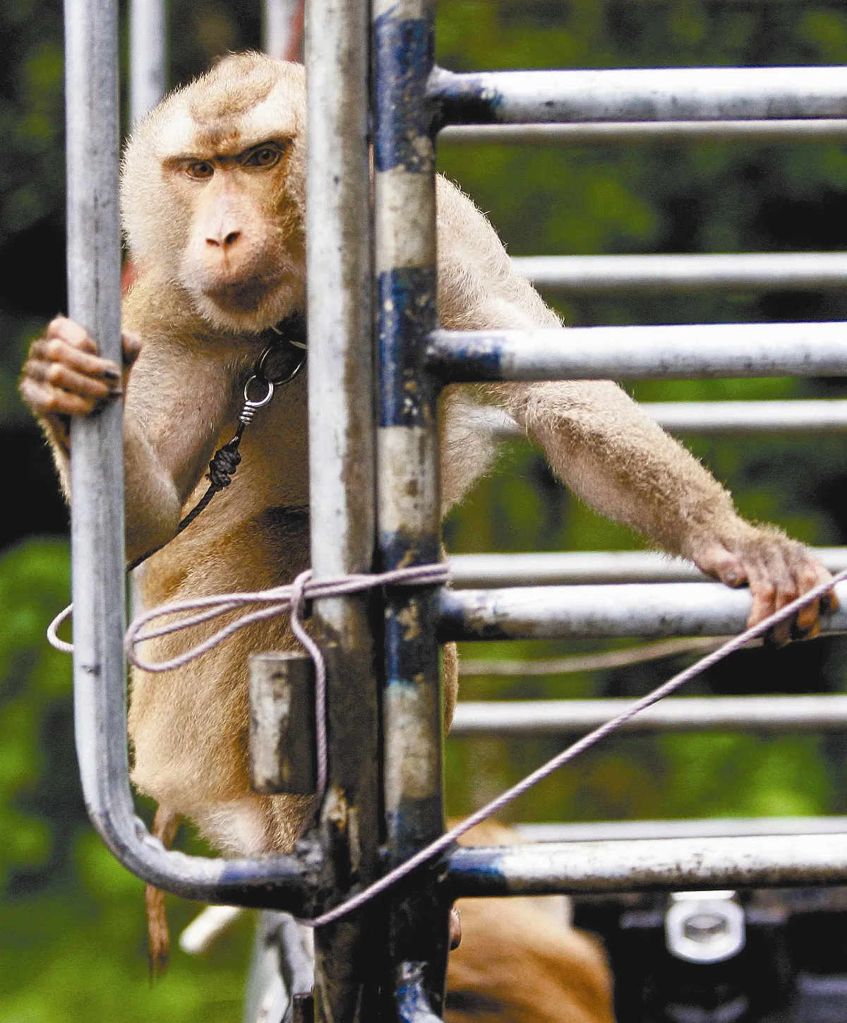 奴役猴子採摘 泰國血汗椰子挨批