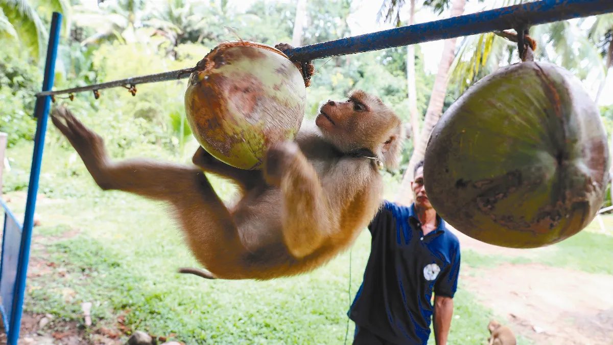 奴役猴子採摘 泰國血汗椰子挨批