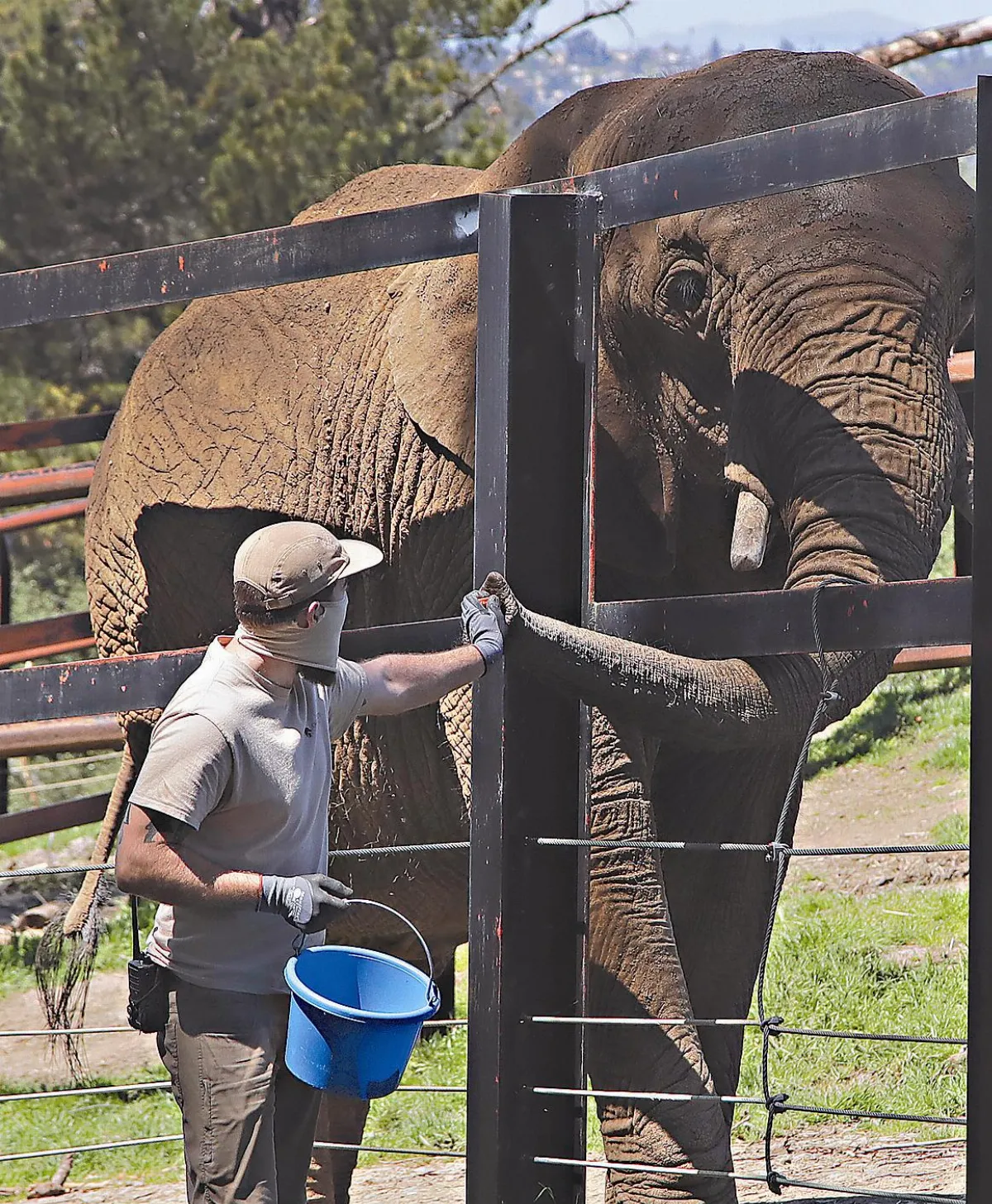 美國老牌動物園 快被吃垮