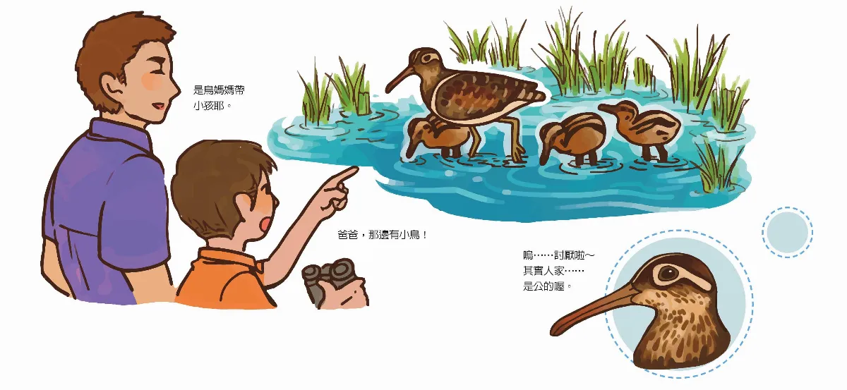 鳥類中模範父親──彩鷸