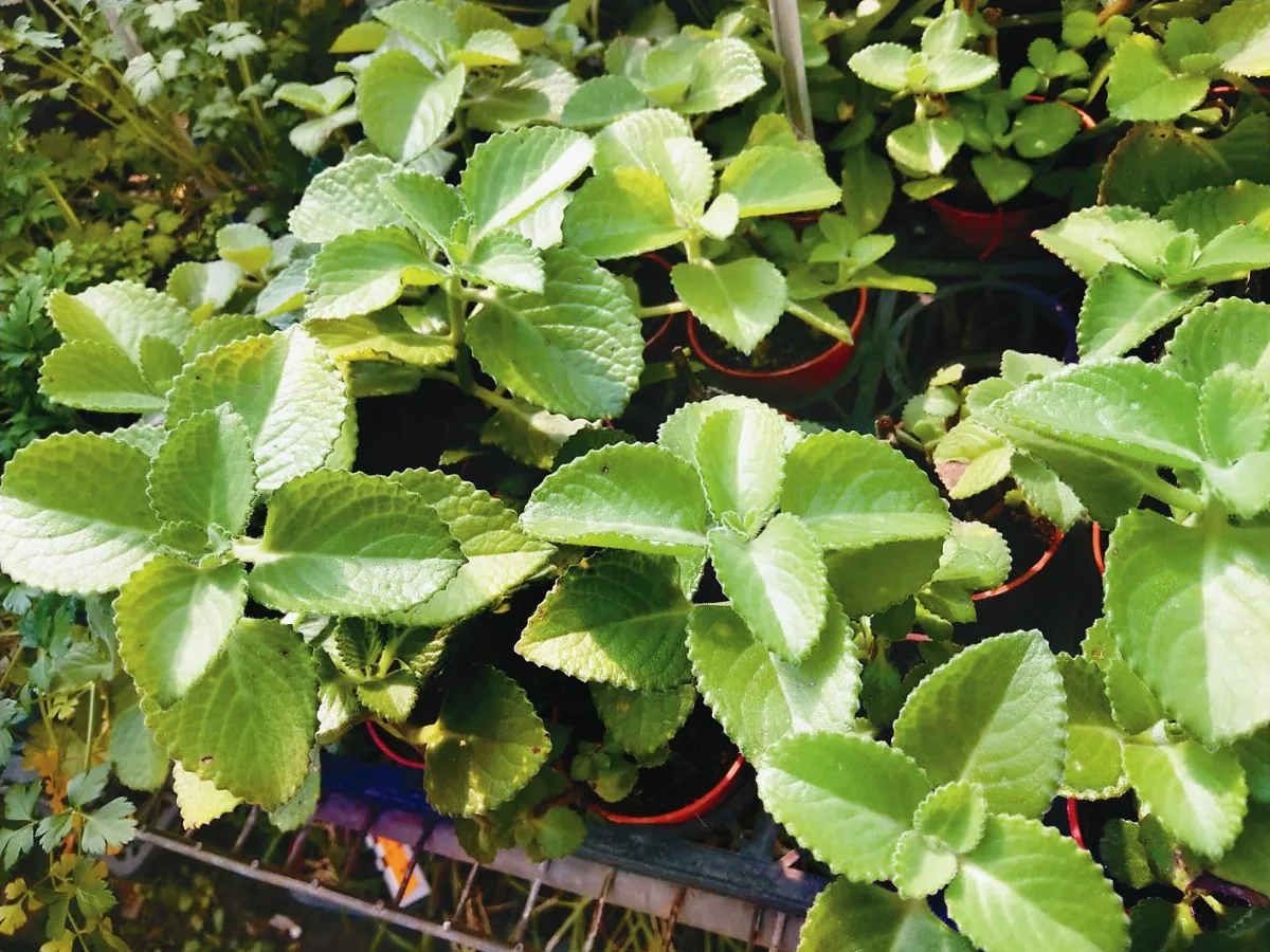 植物教室  到手香