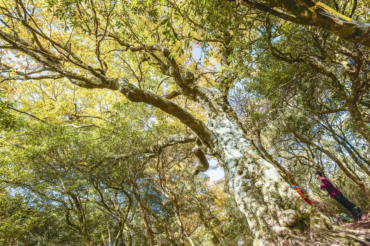 高山篇 台灣 好美 水青岡祕境  內鳥嘴山