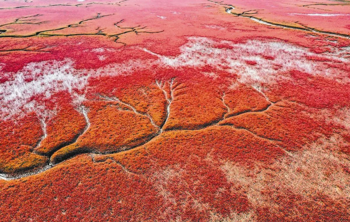 鹹蓬草開花 染成緋紅海灘