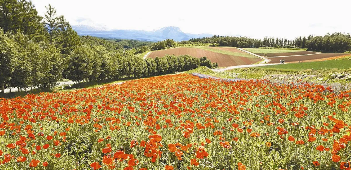 【大江南北】北海道美瑛──四季彩之丘