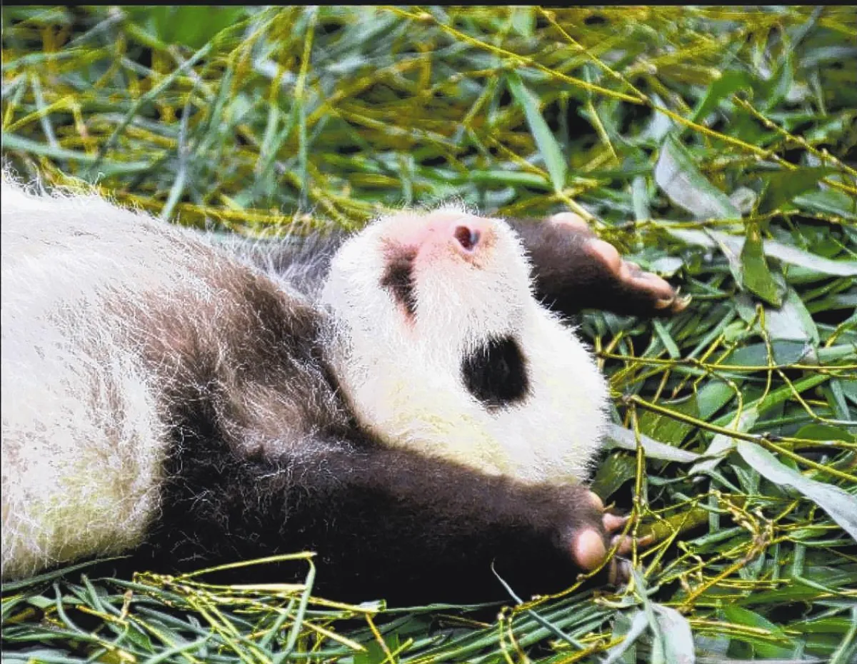 圓仔妹命名 2階開跑