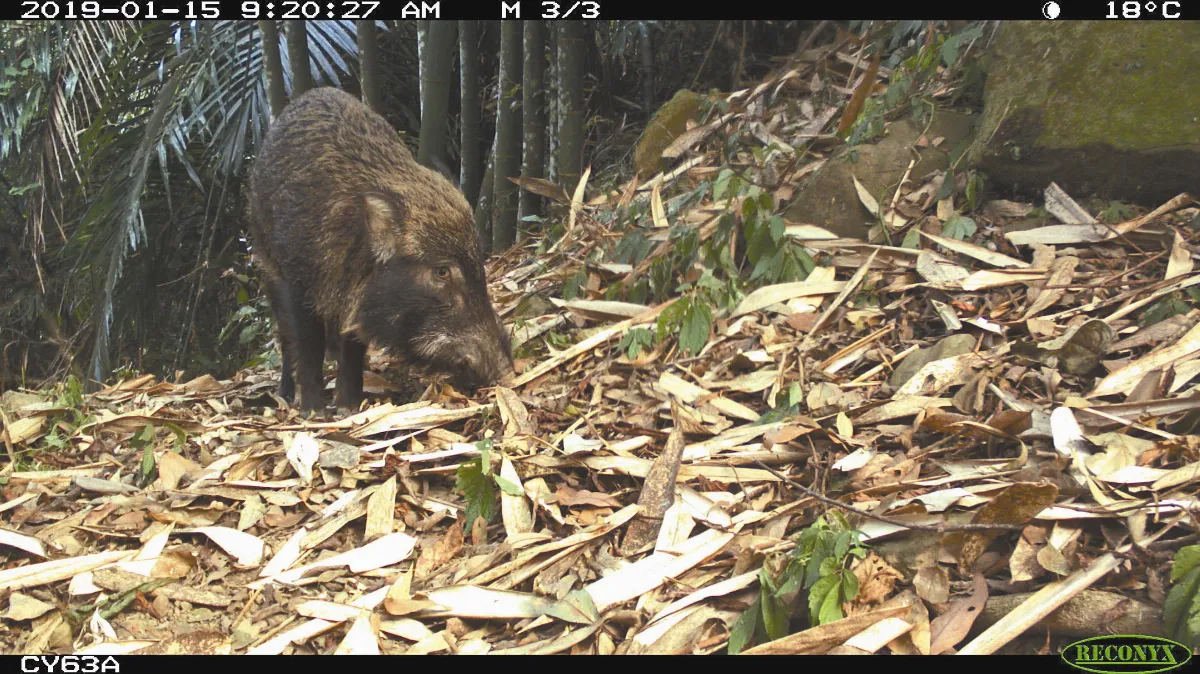 中大型哺乳動物監測6年台灣黑熊變多 北部山區現蹤