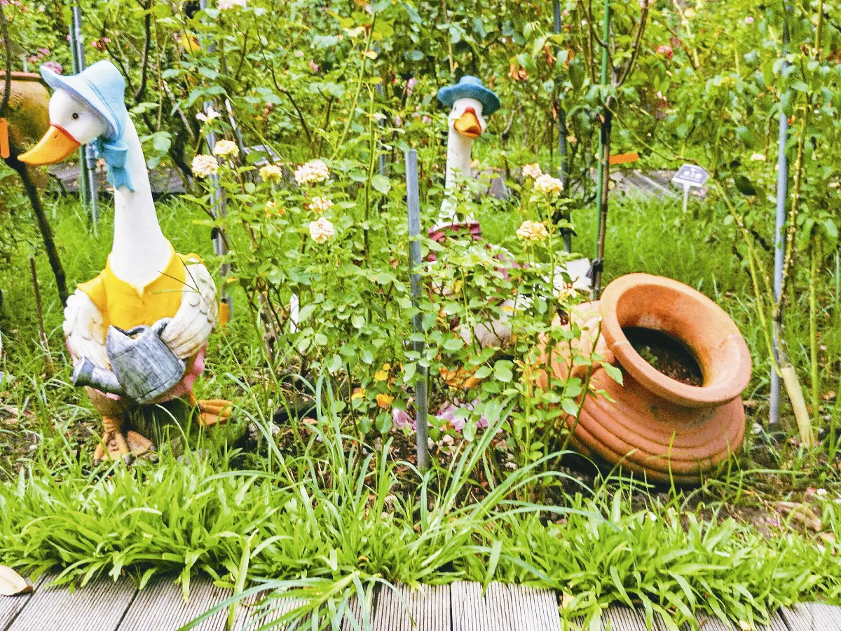 生活快門 鵝媽媽賞花