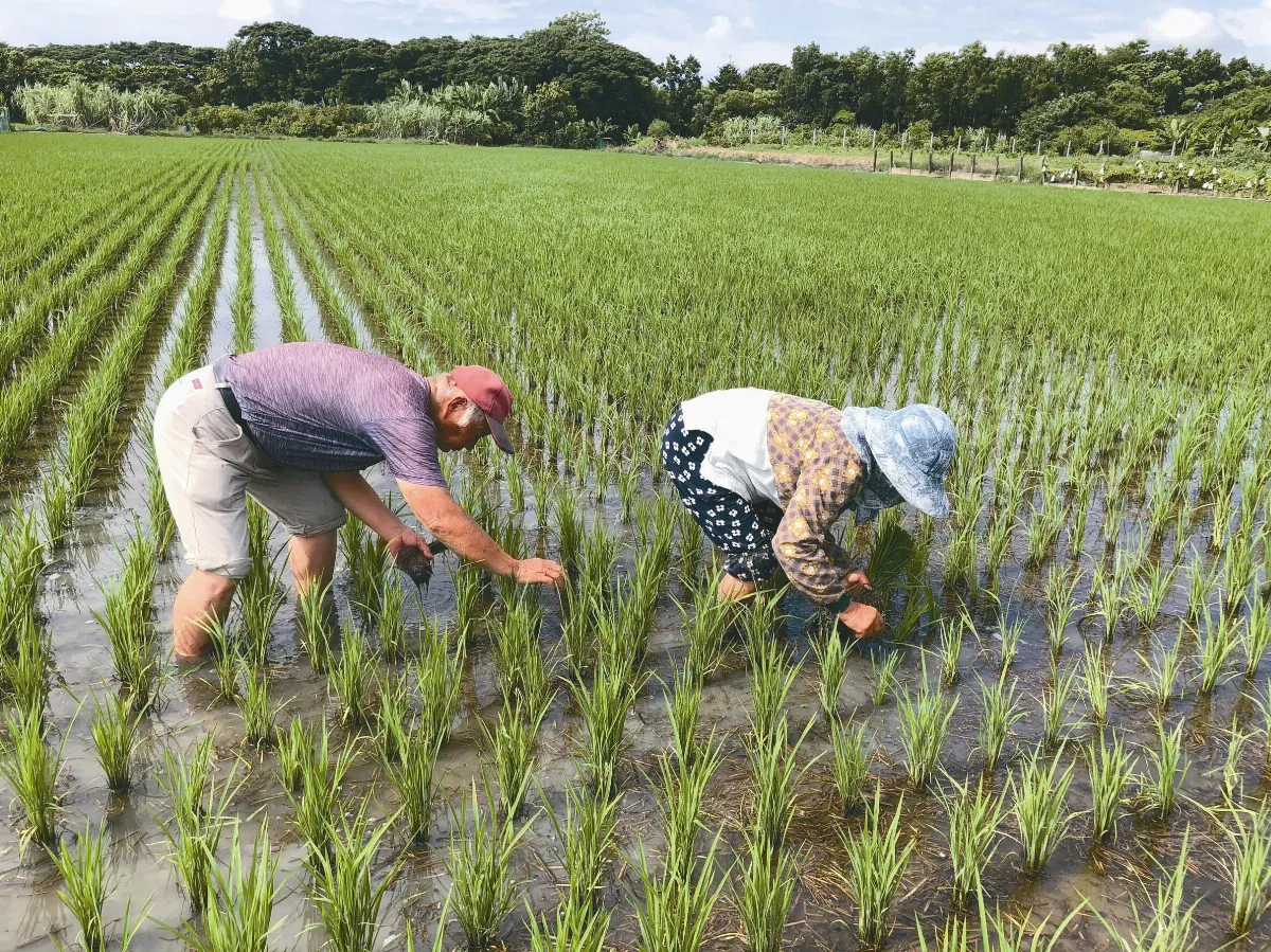 生活快門 夏日補秧