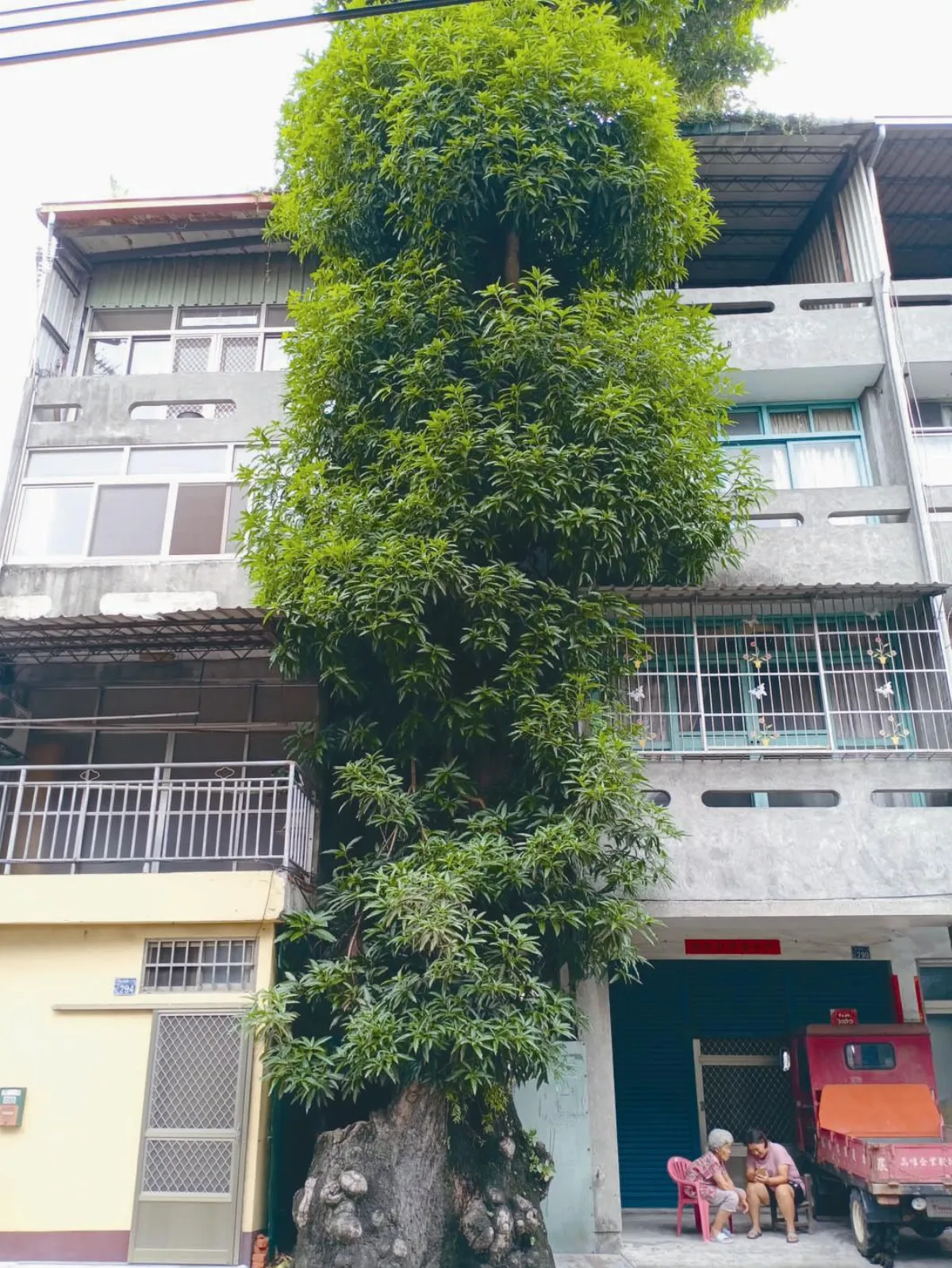 屋縫求生 300歲芒果樹年年結果