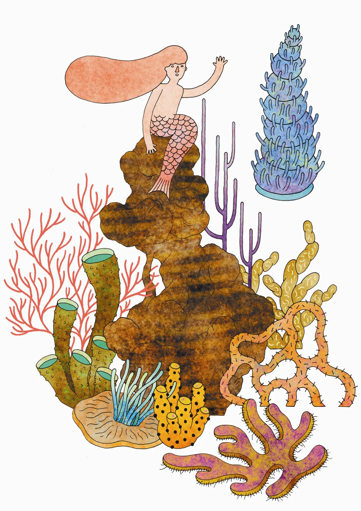 造礁生物比一比