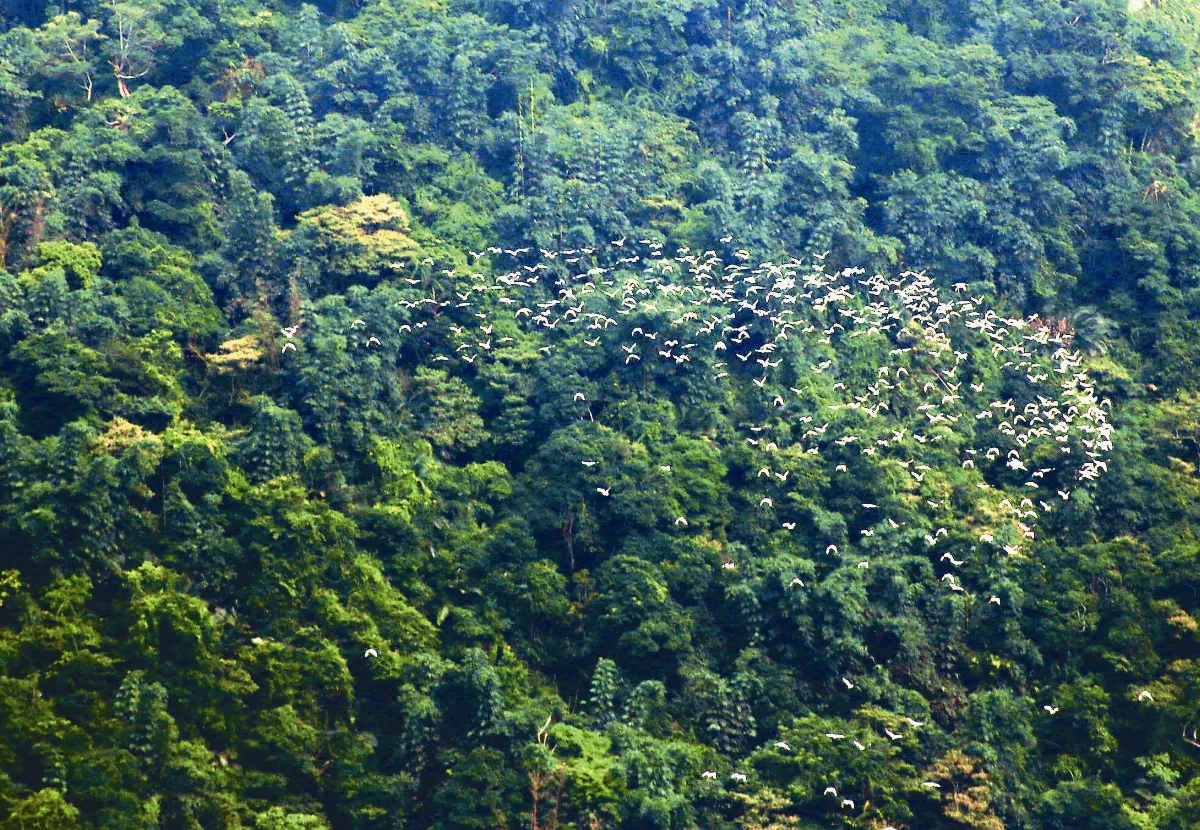 萬鷺朝鳳奇景 首波來了