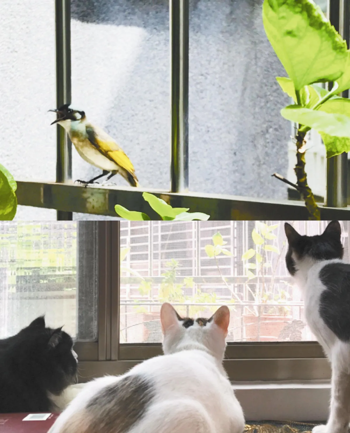 貓眼看人生  心的圍城