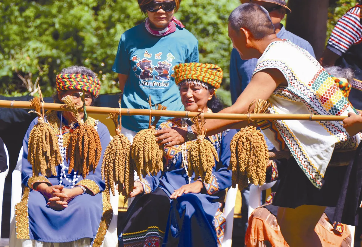 桃源部落55族人 寫種小米故事