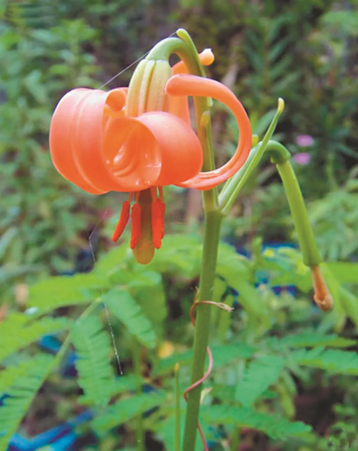 消失96年原生種百合  細葉卷丹 興大技轉量產種苗