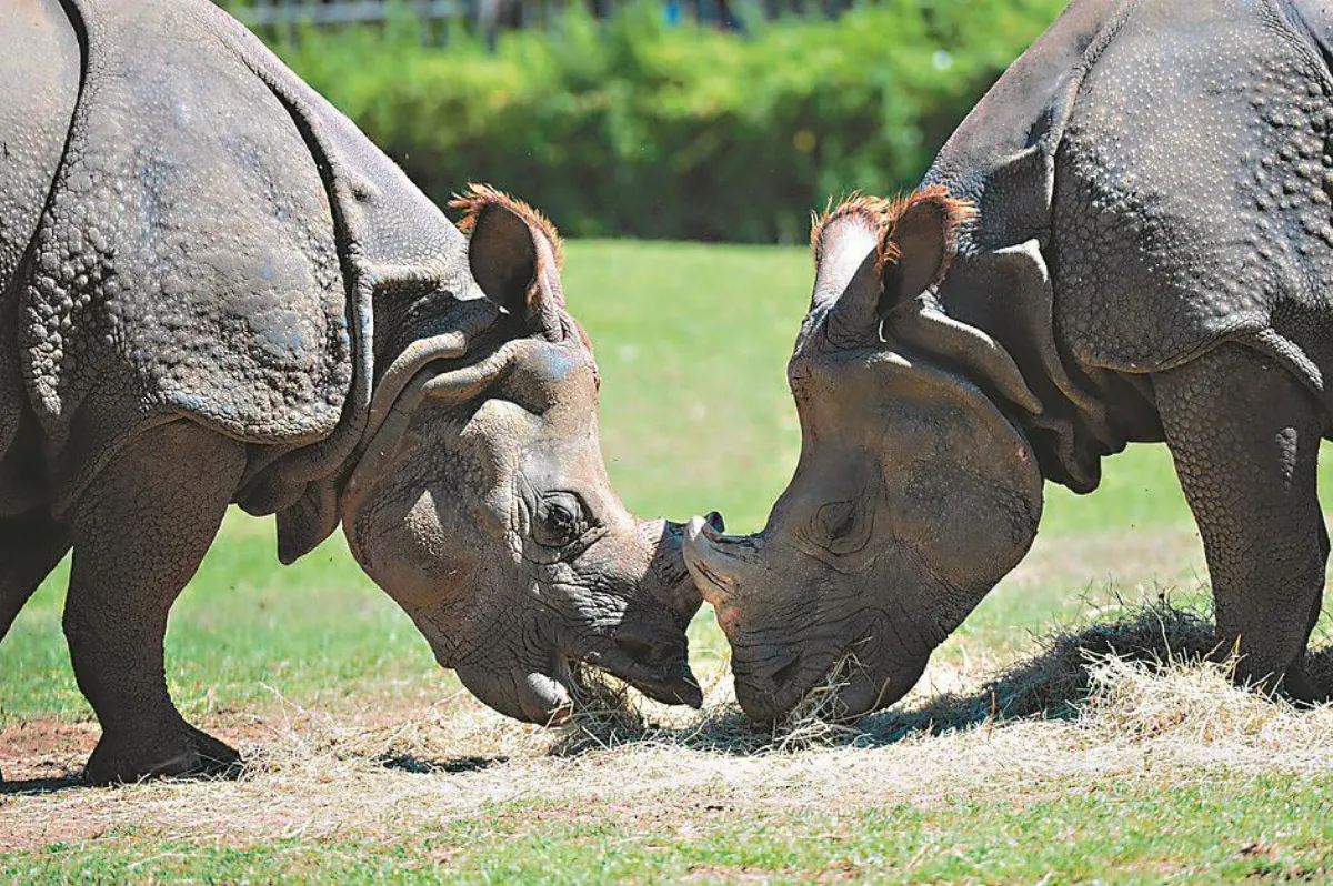 草食動物滅絕風險 高於雜食、肉食