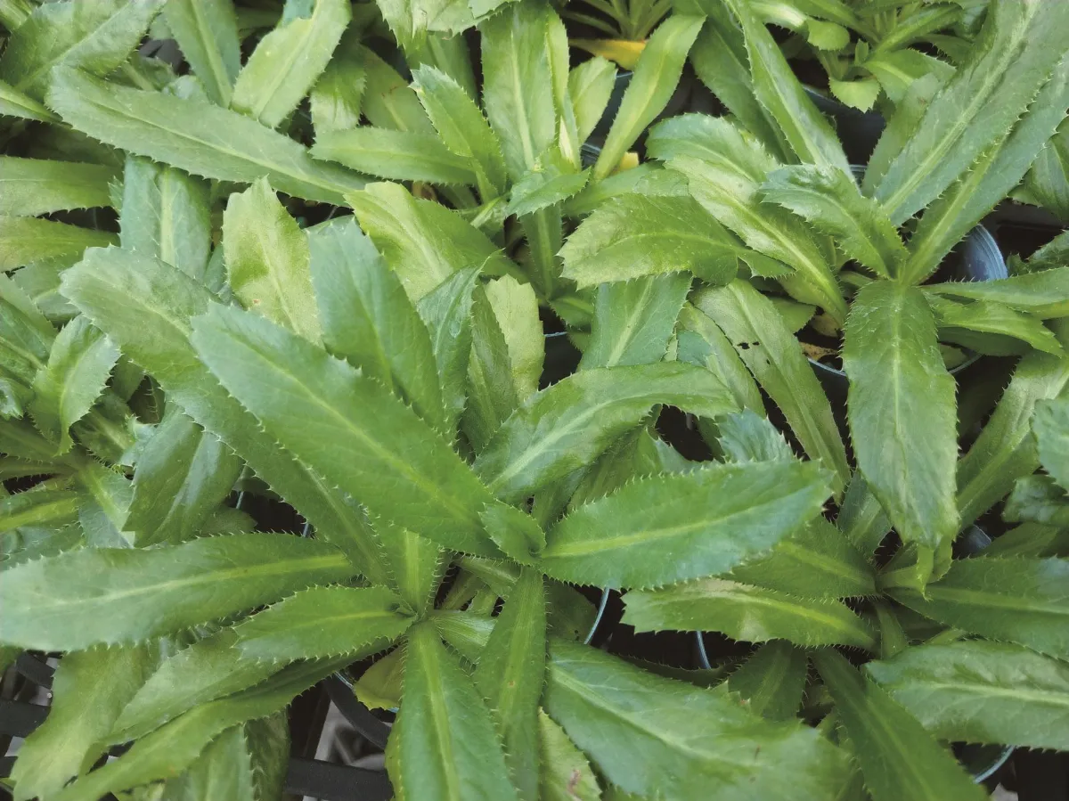 植物教室 刺芫荽