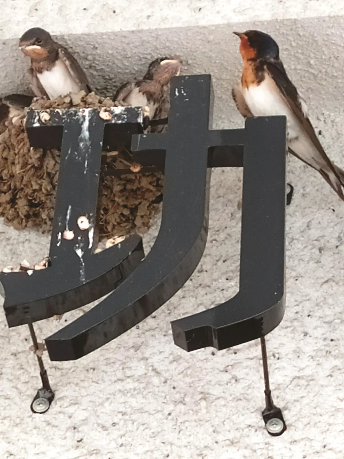 燕子，再見！