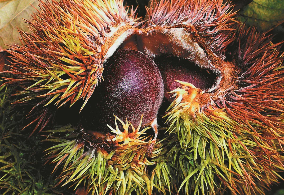 島嶼拼圖 美栗秋採擷