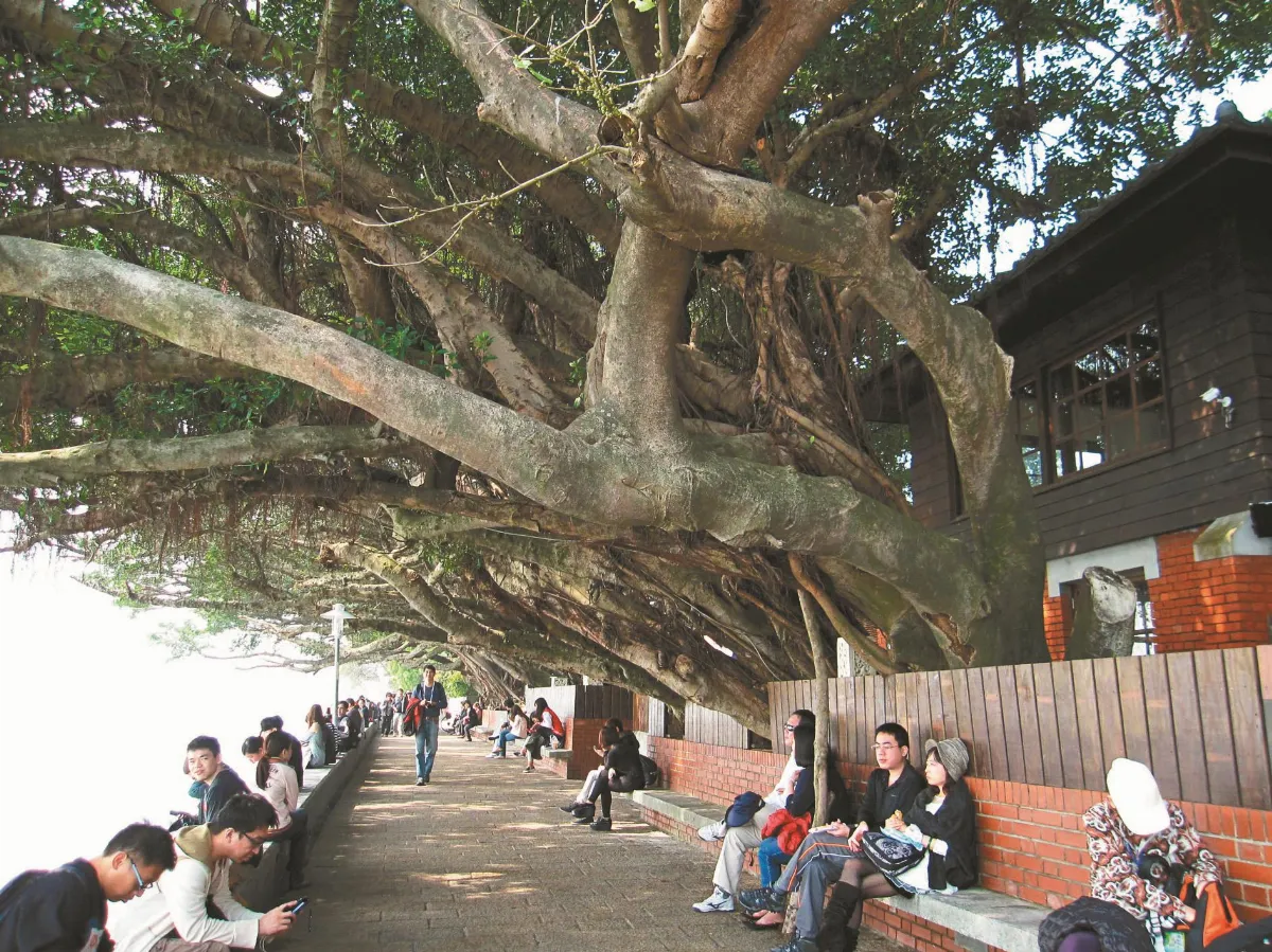 印象旅人 榕蔭下的金色水岸