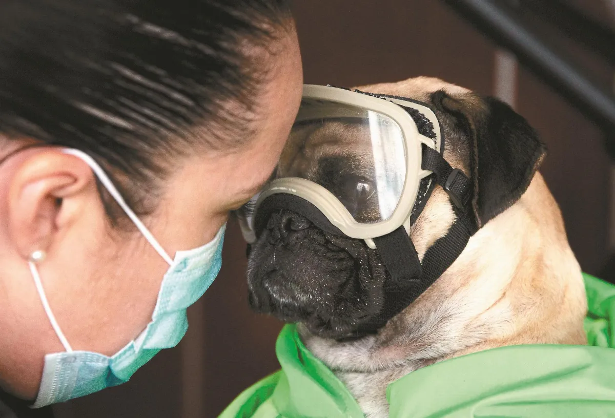 醫療犬 為醫護打氣