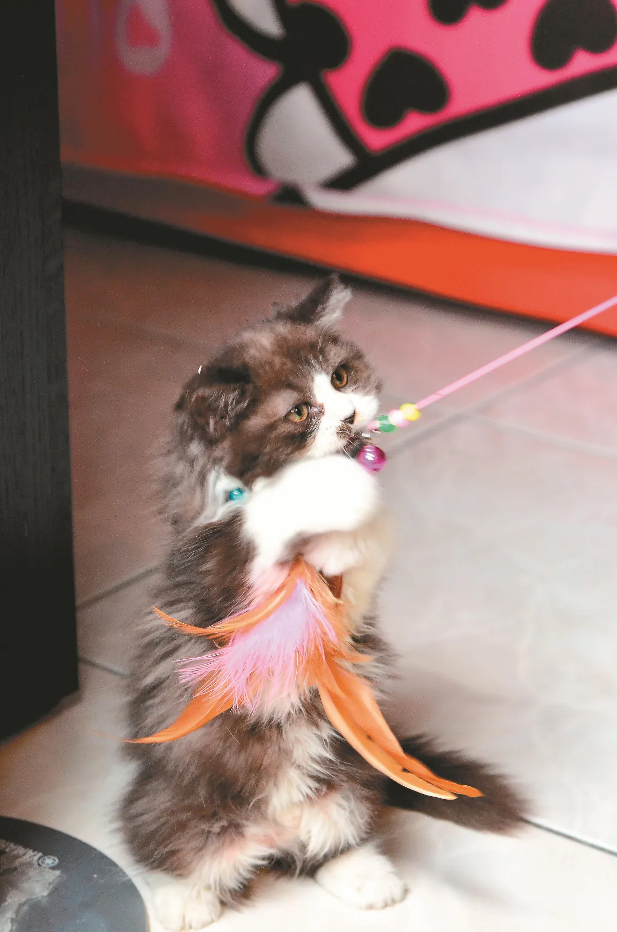 貓眼看人生 不解釋的胖瘦