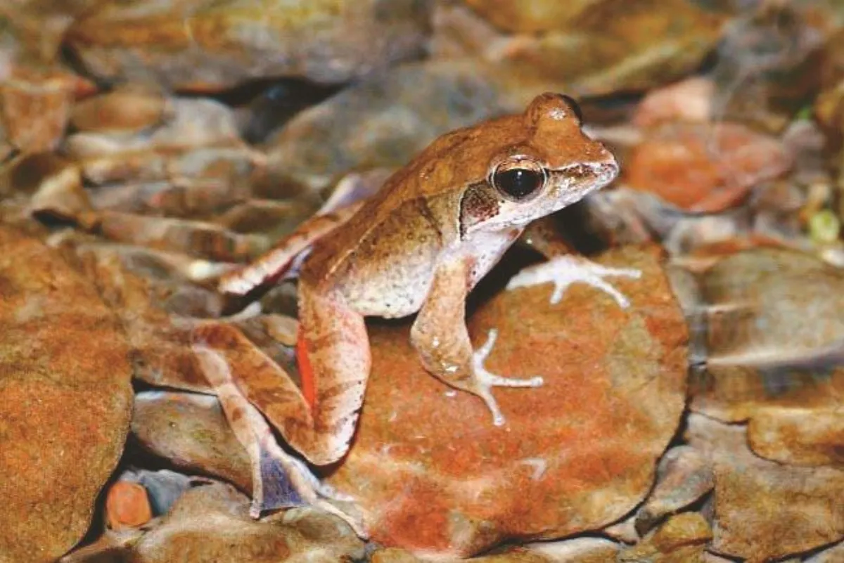 旅遊大小事 滿月圓籲遊客護蛙