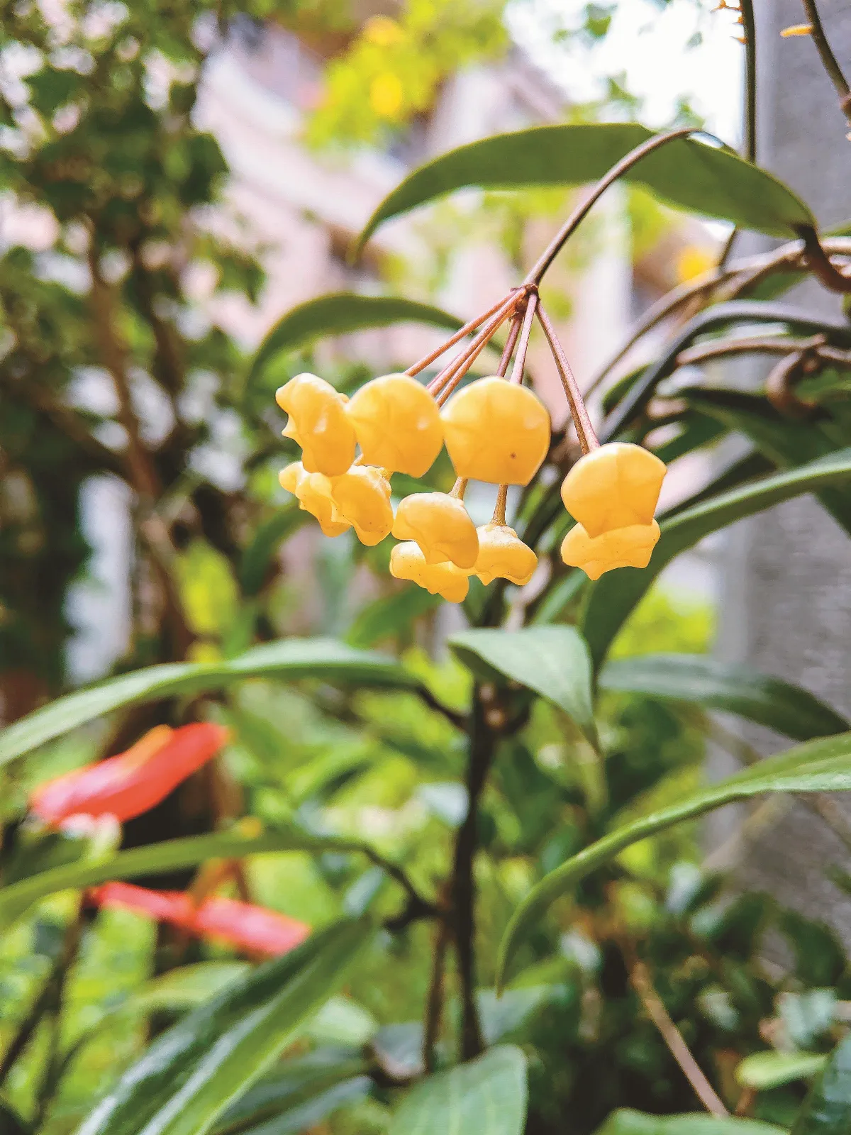 我的心園 毬蘭