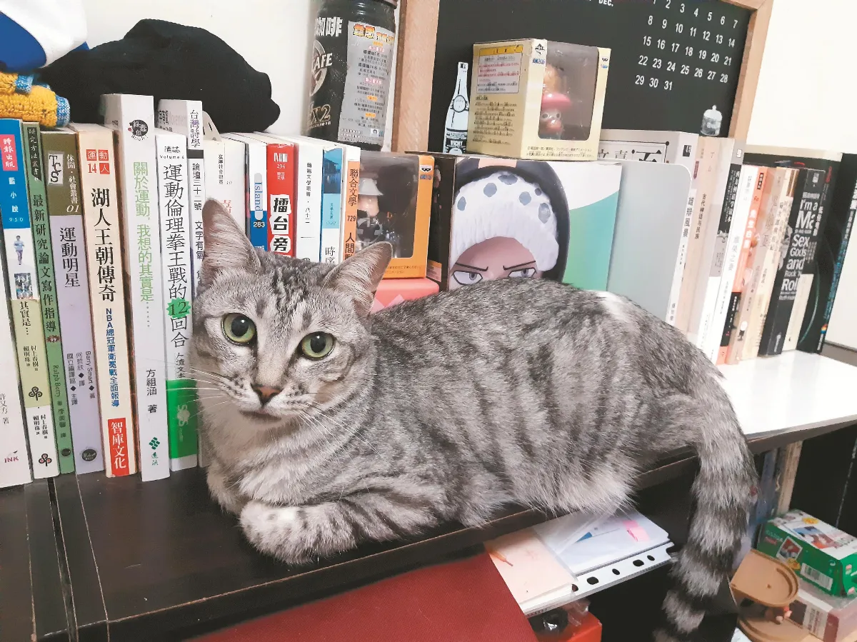 寵物一家親  美貓安娜沒美命