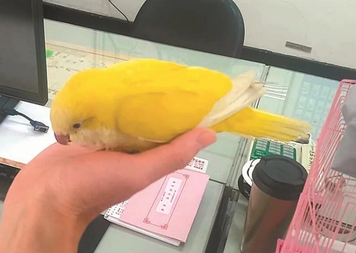鸚鵡迷途 警拍照貼網找到主人