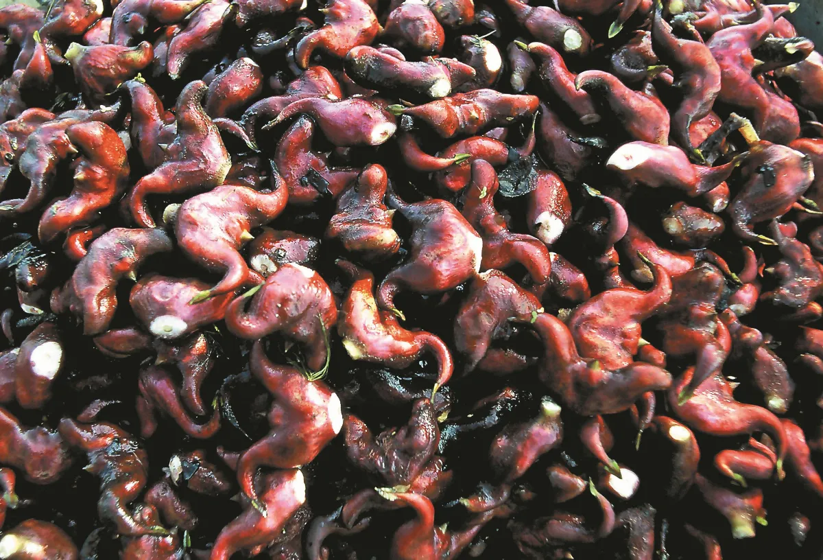 島嶼拼圖 秋風起菱角香