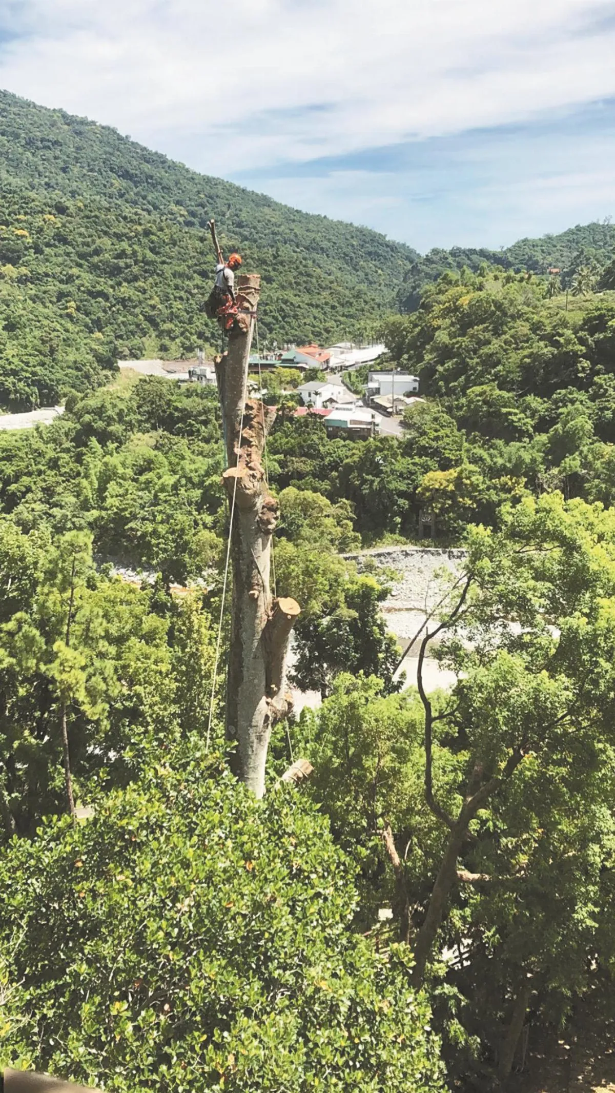 35公尺高空鋸樹創紀錄 大樹染病移除 感謝曾守護大地