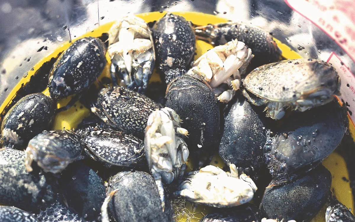 高手在民間 浪花蟹