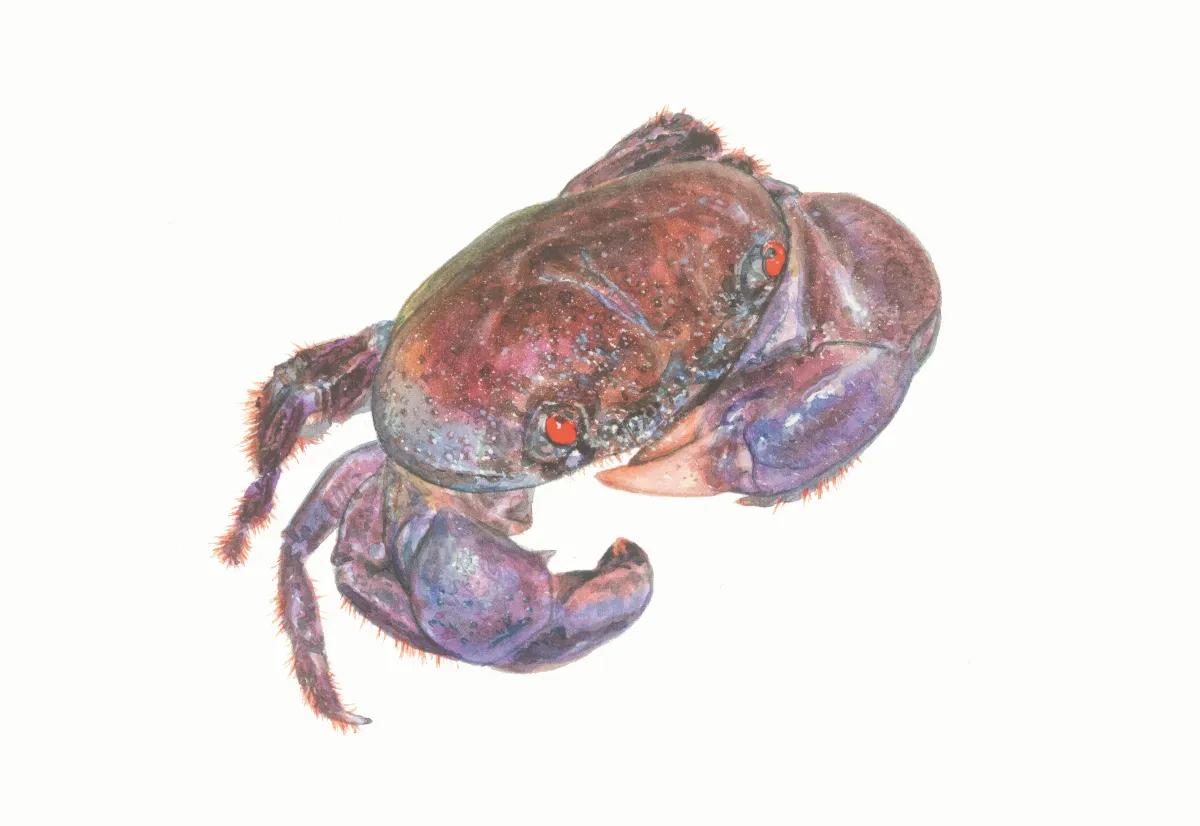 高手在民間  光手酋婦蟹