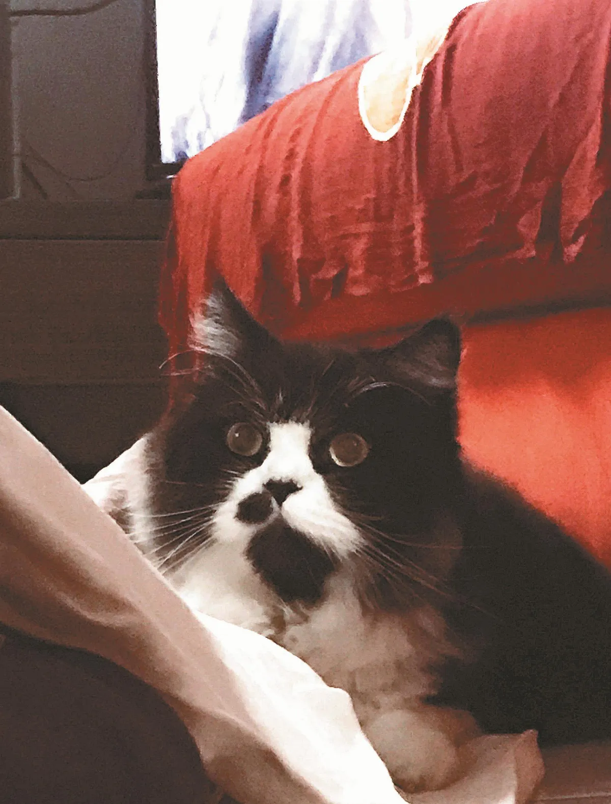 貓眼看人生 有貓的生活