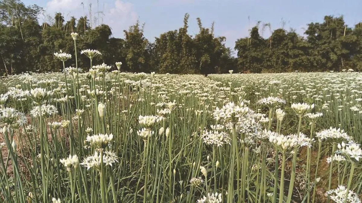 印象旅人 韭菜花開 像極了愛情