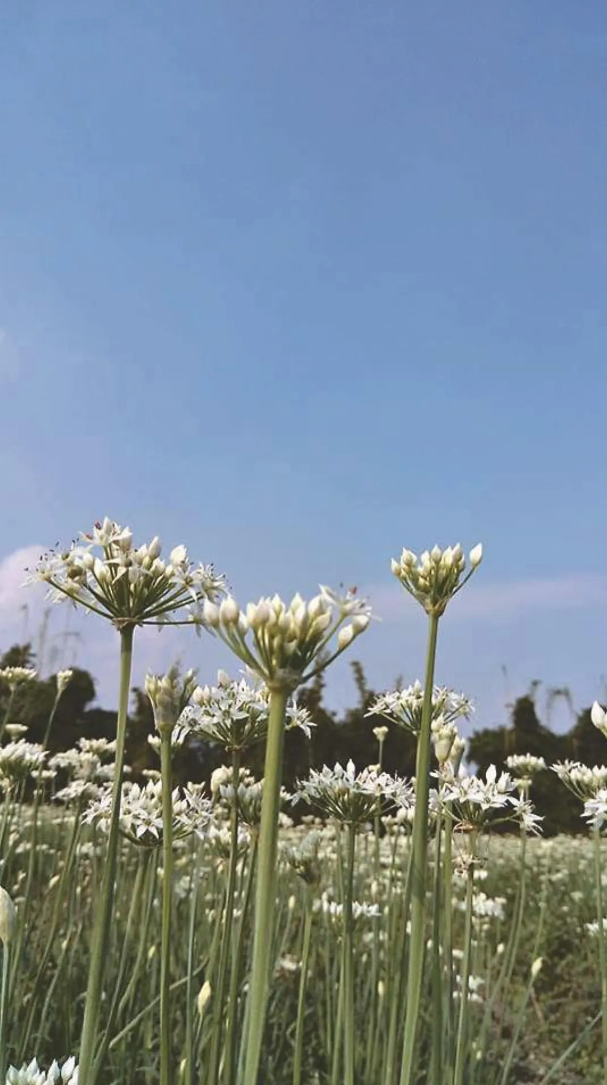 印象旅人 韭菜花開 像極了愛情