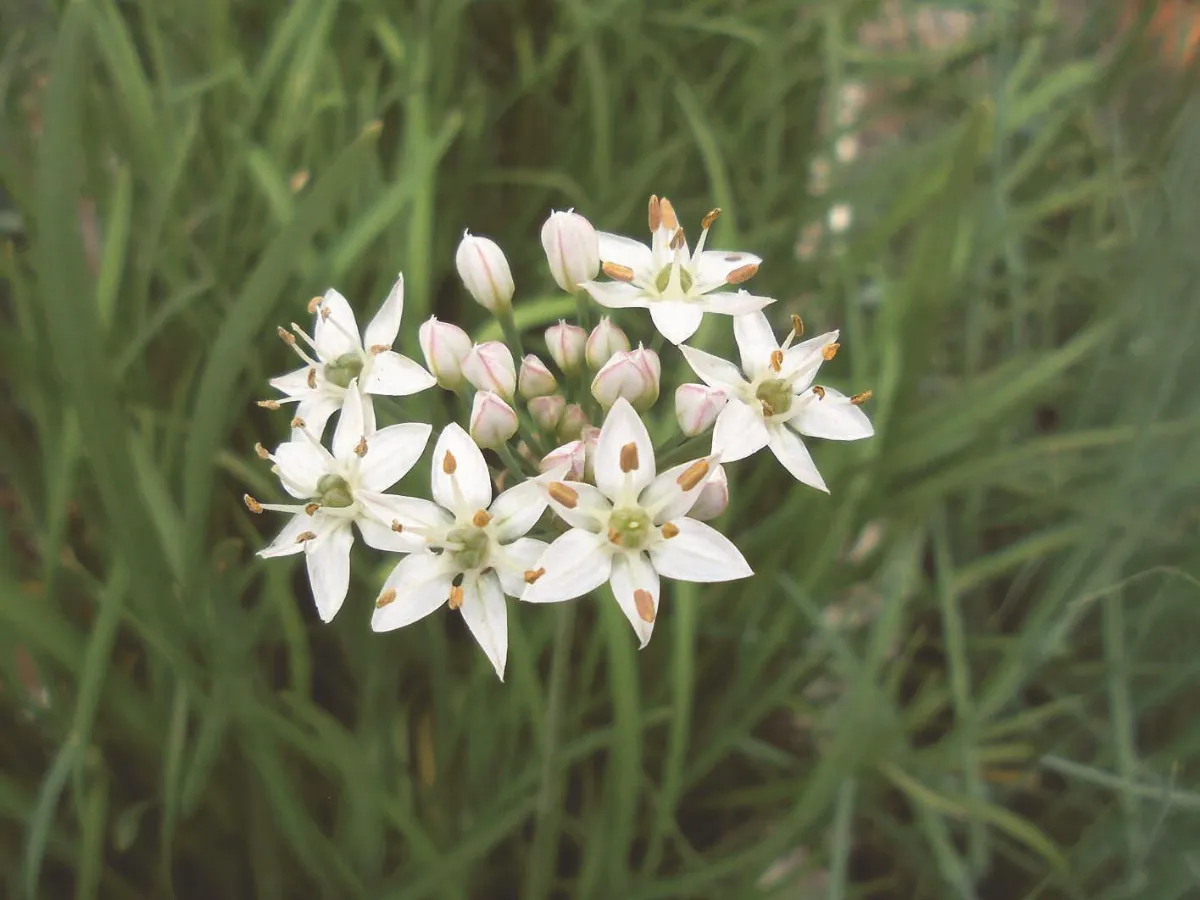 印象旅人 韭菜花開 像極了愛情