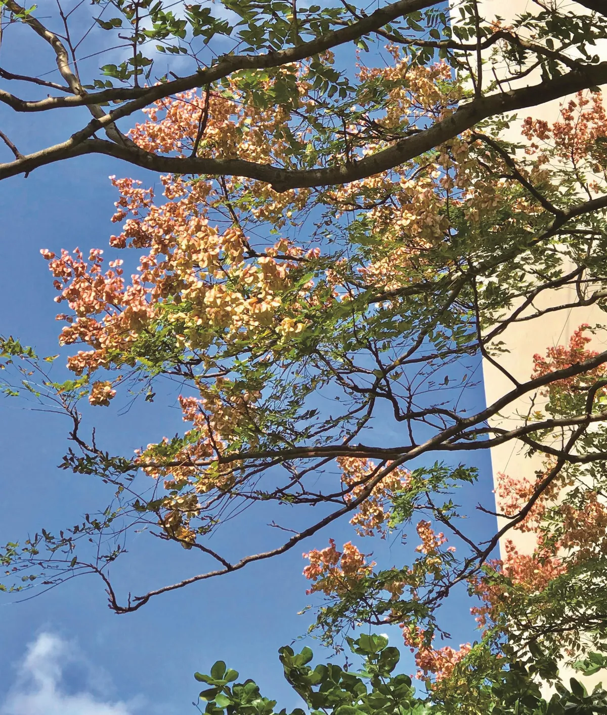 四時歡喜 寒露──如花亦如果