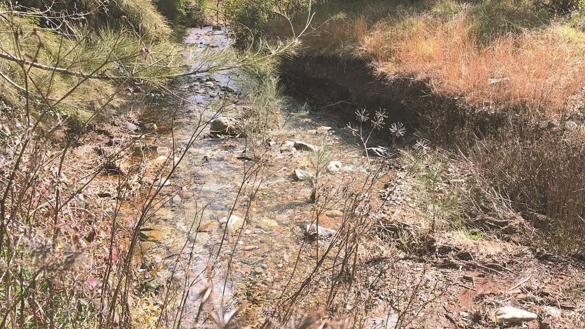 疫情帶動飆漲 新礦開挖淘金客湧入 避險首選 澳洲再現淘金潮