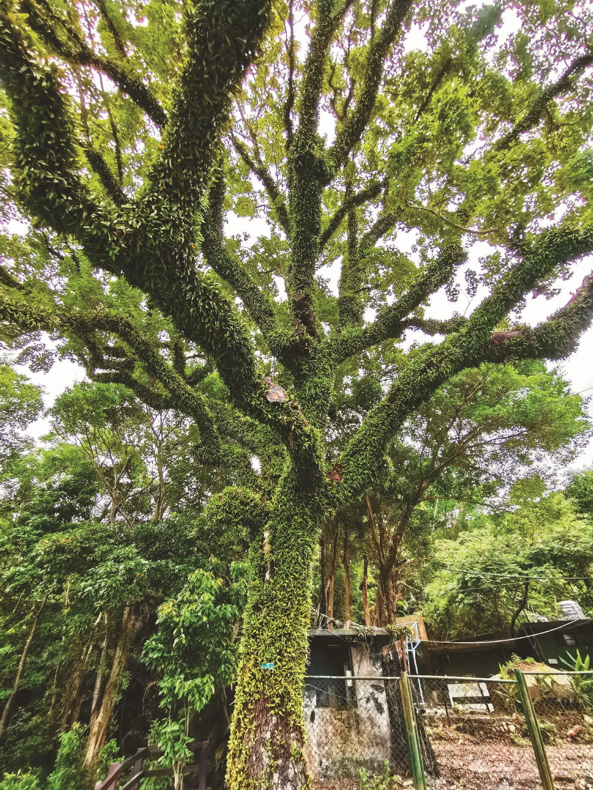 生活快門 楓香穿綠衣